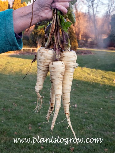 Albion Parsnips (Pastinaca sativa)
These were roosted and ate a few hours after this image was taken.